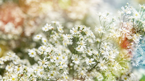 Close-up of white flowering plant