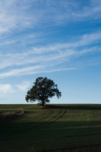 Tree on field against sky