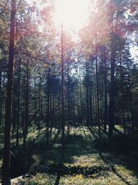 Trees in forest against sky