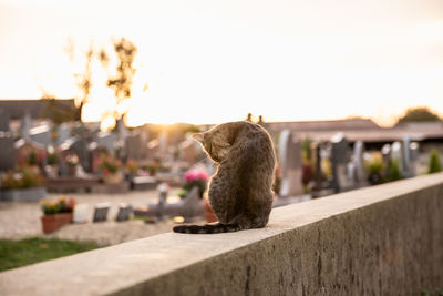 Close-up of stuffed toy on retaining wall