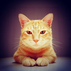 Portrait of ginger cat