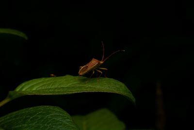 Close-up of insect on leaf