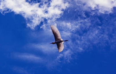 Low angle view of seagull flying in sky