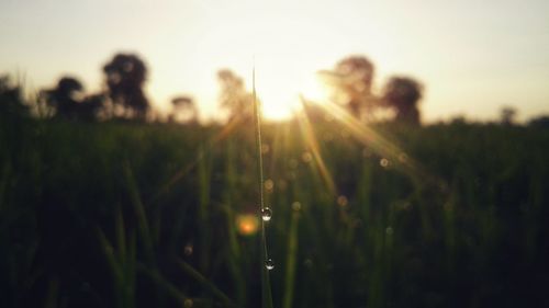 Close-up of silhouette plants on field against sky during sunset