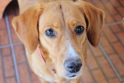 Close-up portrait of a dog