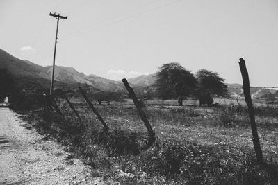 Trees on field against clear sky