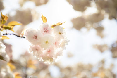 Close-up of white cherry blossom tree