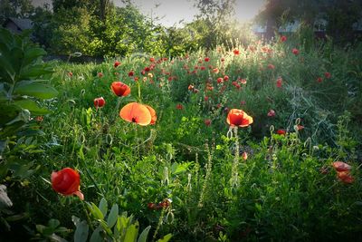 Close-up of poppy flowers growing in field