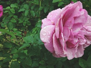 Close-up of raindrops on pink flower