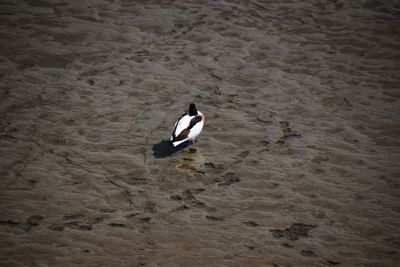 High angle view of bird swimming on beach