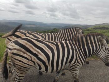 View of a zebra