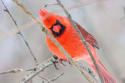 bird