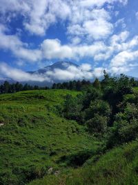 Scenic view of field against sky