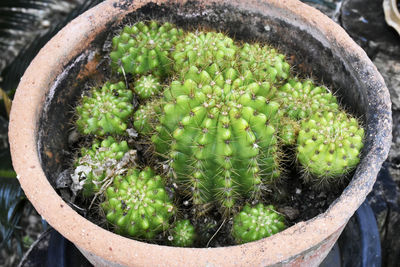 Round green cactus grows in a clay pot.