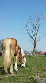 Horse on field against clear sky