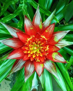 Close-up of flower