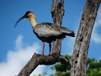 Low angle view of bird perching on wooden post