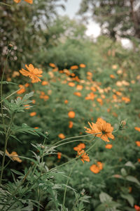 Close-up of orange flowering plants on field