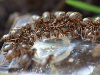 Close-up of crab in sea