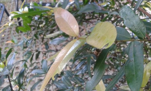 Close-up of leaves