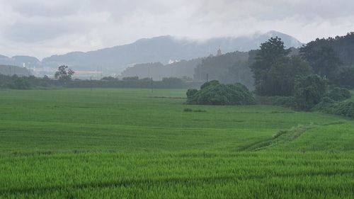 Scenic view of agricultural field against sky