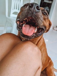 Close-up of a dog at home