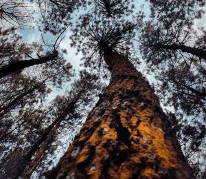 Low angle view of trees against sky