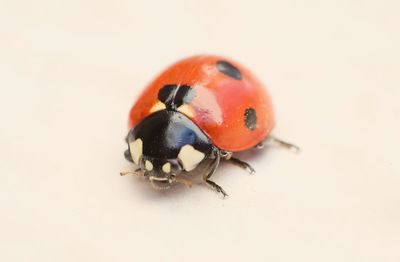 Close-up of ladybug