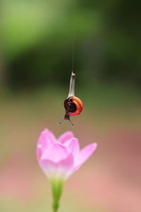 Close-up of insect on pink flower