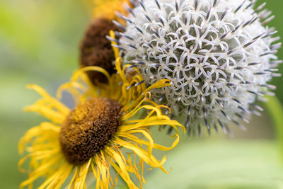Close-up of sunflower