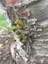 Close-up of plant growing on tree trunk