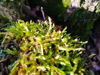 High angle view of moss growing on plant