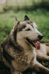 Close-up of dog looking away