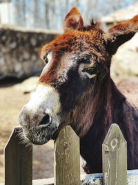 Burro de la zona de la alberca, salamanca.