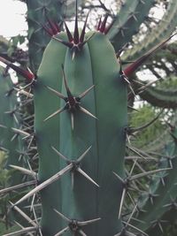 Close-up of plant