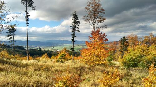 Trees in forest against sky during autumn