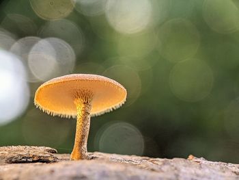 Close-up of mushroom growing on land