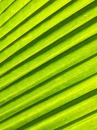 Full frame shot of palm leaves