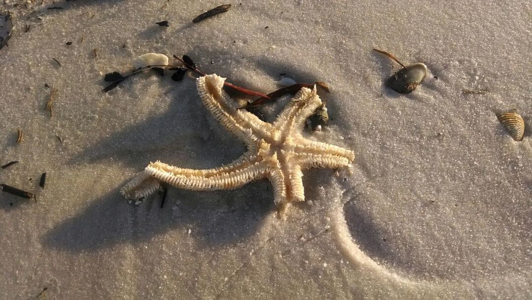 animal themes, animals in the wild, sand, wildlife, one animal, high angle view, beach, reptile, lizard, nature, sunlight, close-up, sea life, day, shore, outdoors, no people, zoology, dead animal, starfish