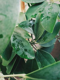 Close-up of green leaves