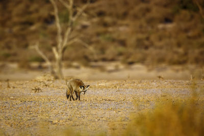 Side view of fox on field