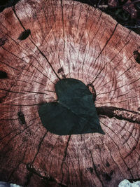 Close-up of tree stump