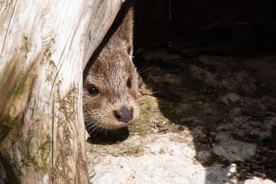 Close-up portrait of a animal