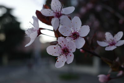 Close-up of pink cherry blossom