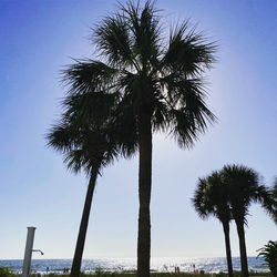 Low angle view of palm trees at beach against clear sky
