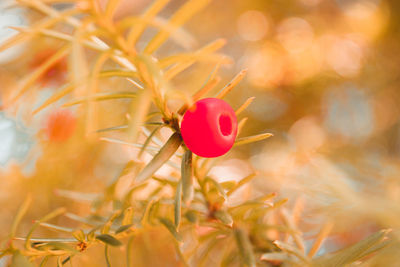 Close-up of pink flowering plant on field