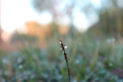 Close-up of bug on plant