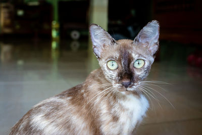 Close-up portrait of cat looking at camera