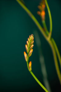 Beautiful closeup photograph of gladiolus buds with green background.