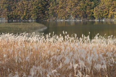 Scenic view of lake during autumn